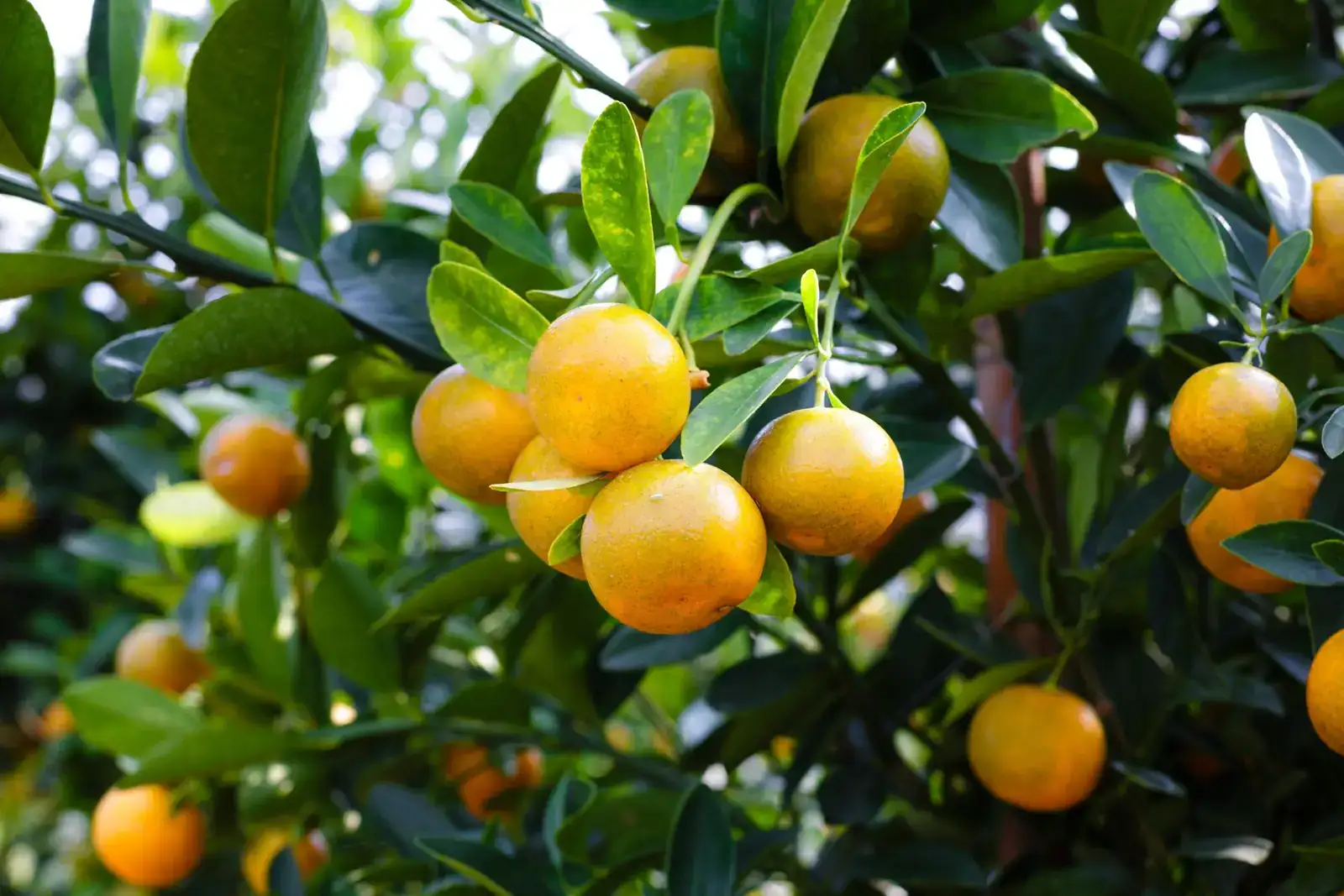Averstar Chemical - Professional Agrochemical Exporter